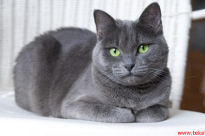 Chartreux cat