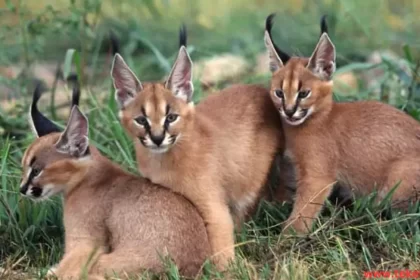 Caracal