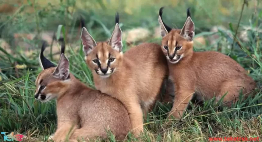 Caracal