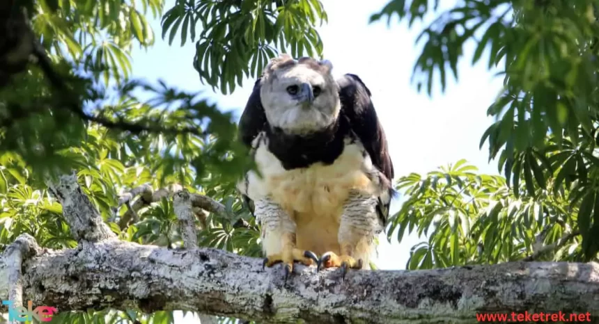 Harpy eagle