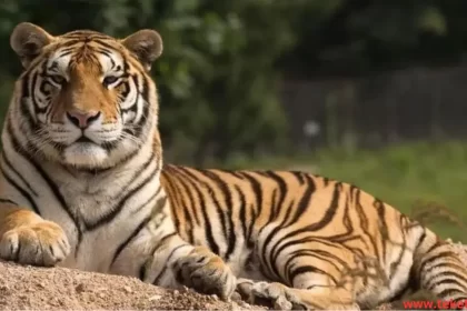 The Sumatran tiger