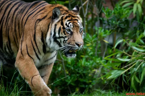 The Sumatran tiger