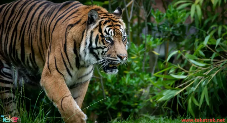 The Sumatran tiger