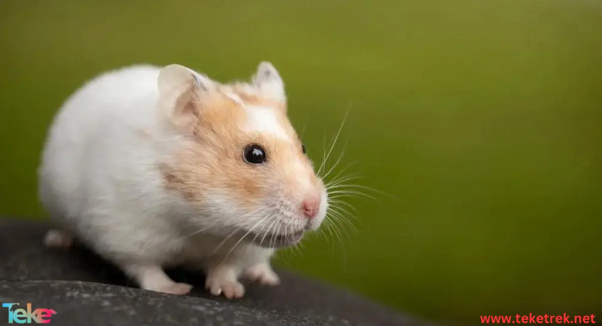 the Syrian hamster