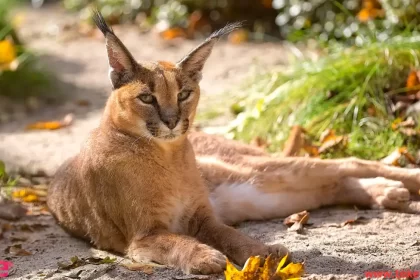 Caracal