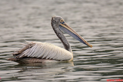 Spot-billed pelican