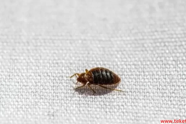 Bedbugs