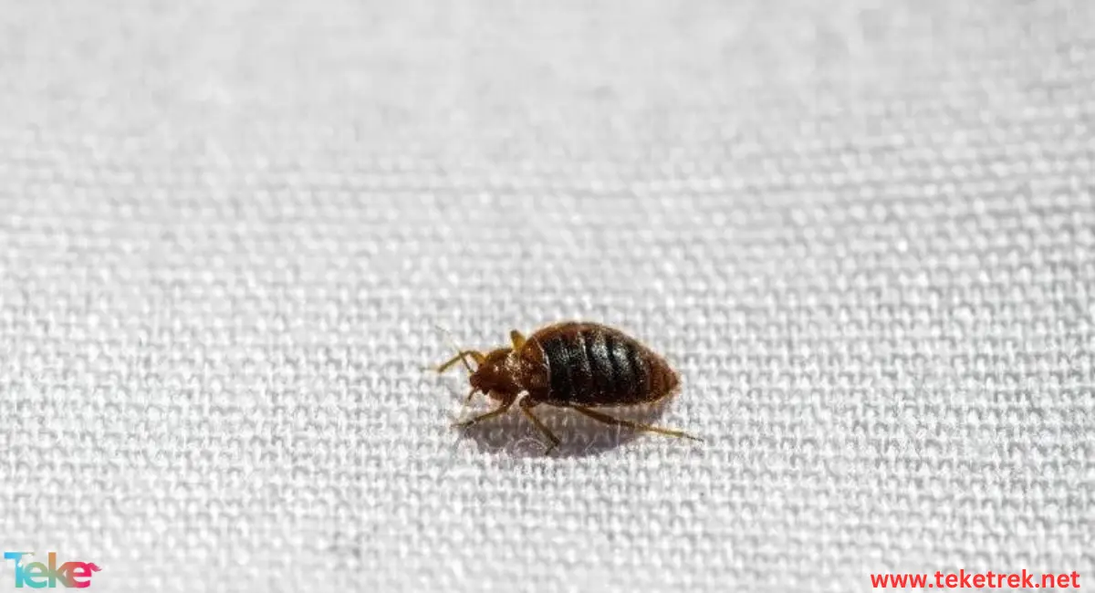 Bedbugs