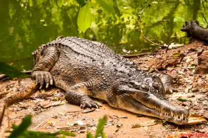 the Orinoco crocodile