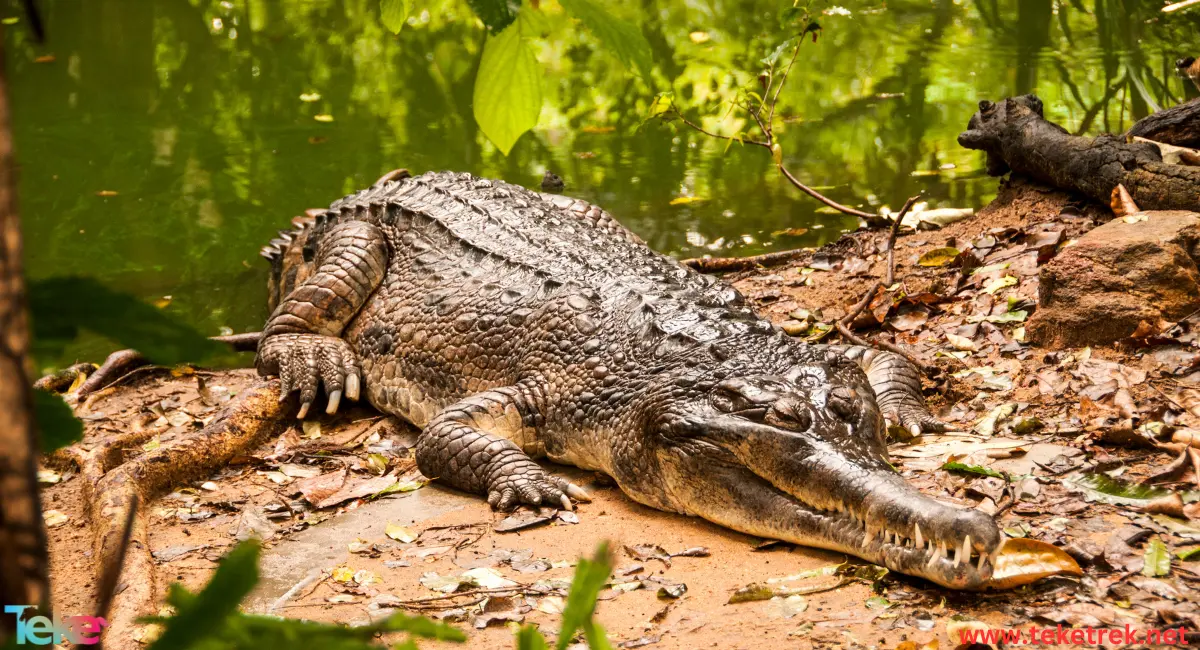 the Orinoco crocodile