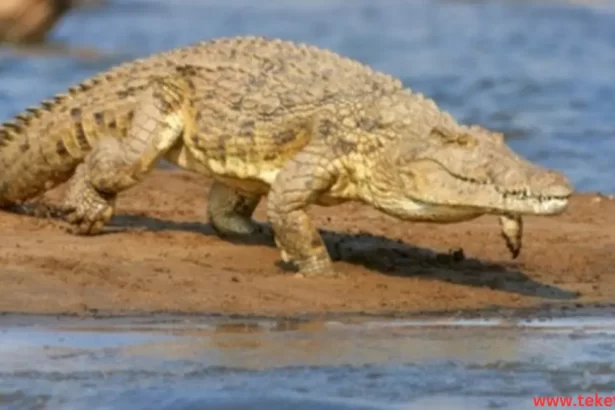 the Orinoco crocodile