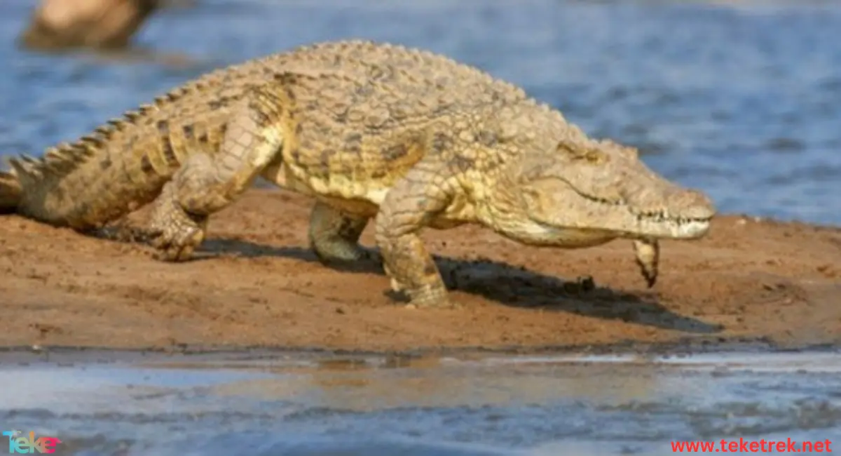 the Orinoco crocodile