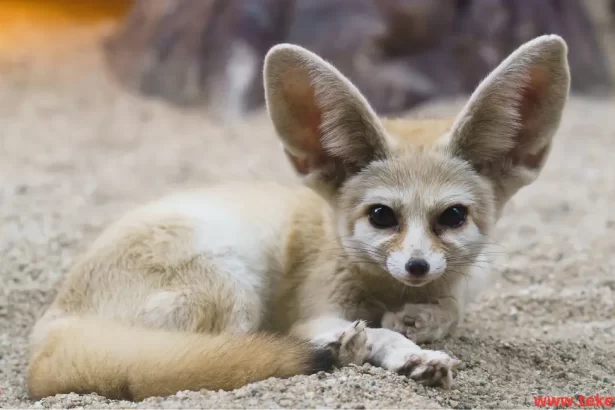 Fennec fox