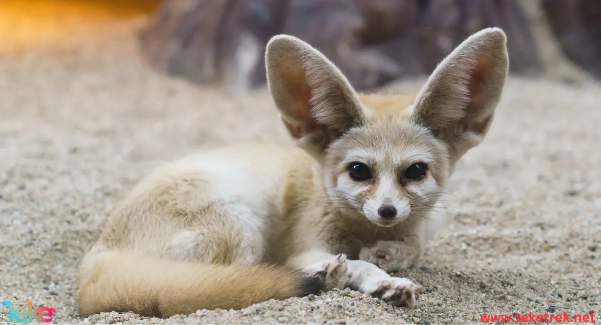 Fennec fox