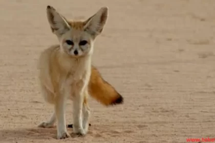 Fennec fox