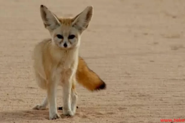 Fennec fox