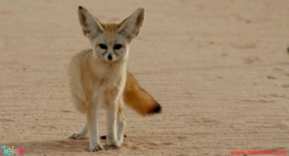 Fennec fox