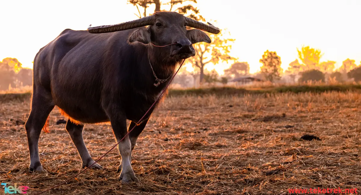 the Banting Bull