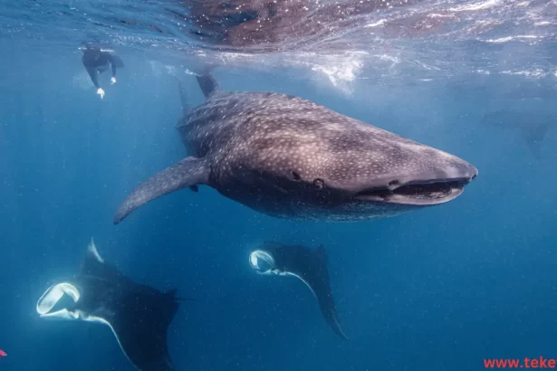 Sperm whale