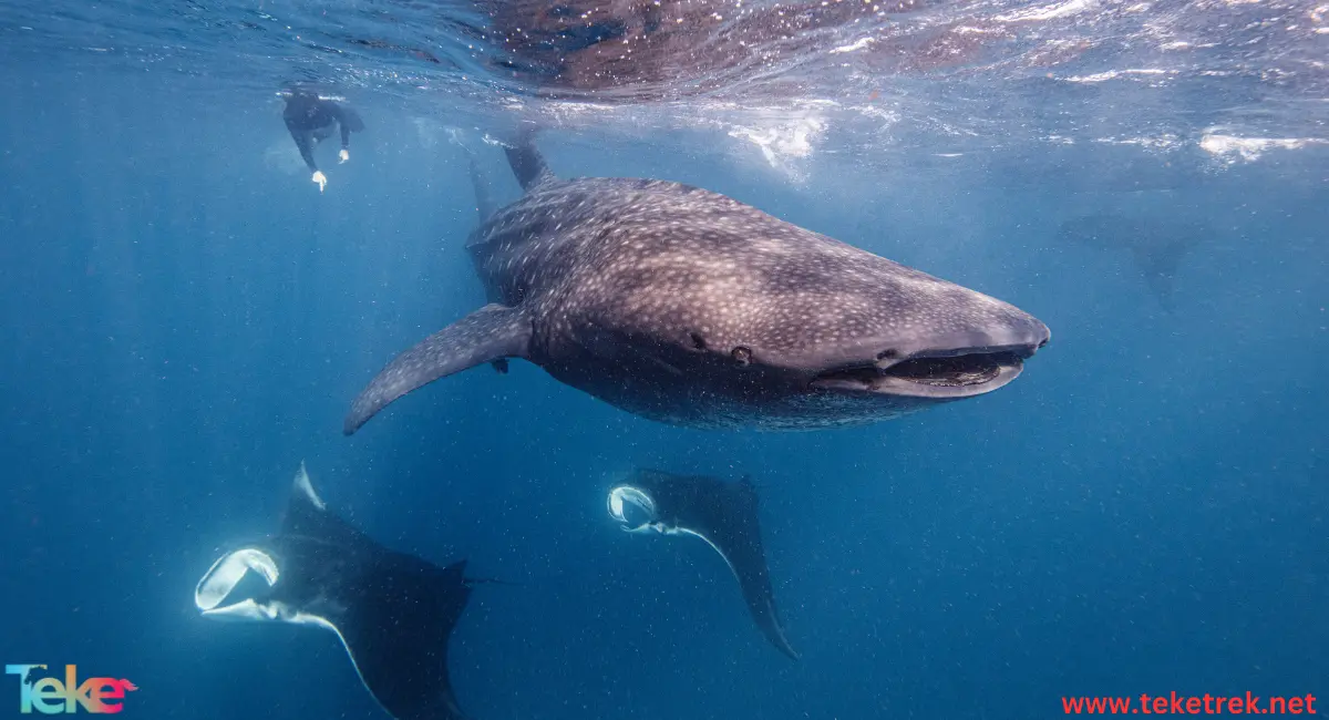 Sperm whale