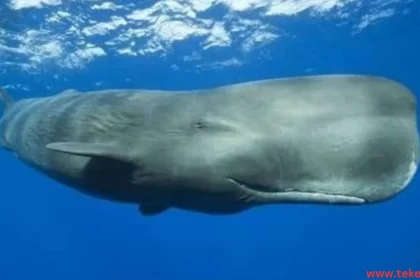 Sperm whale