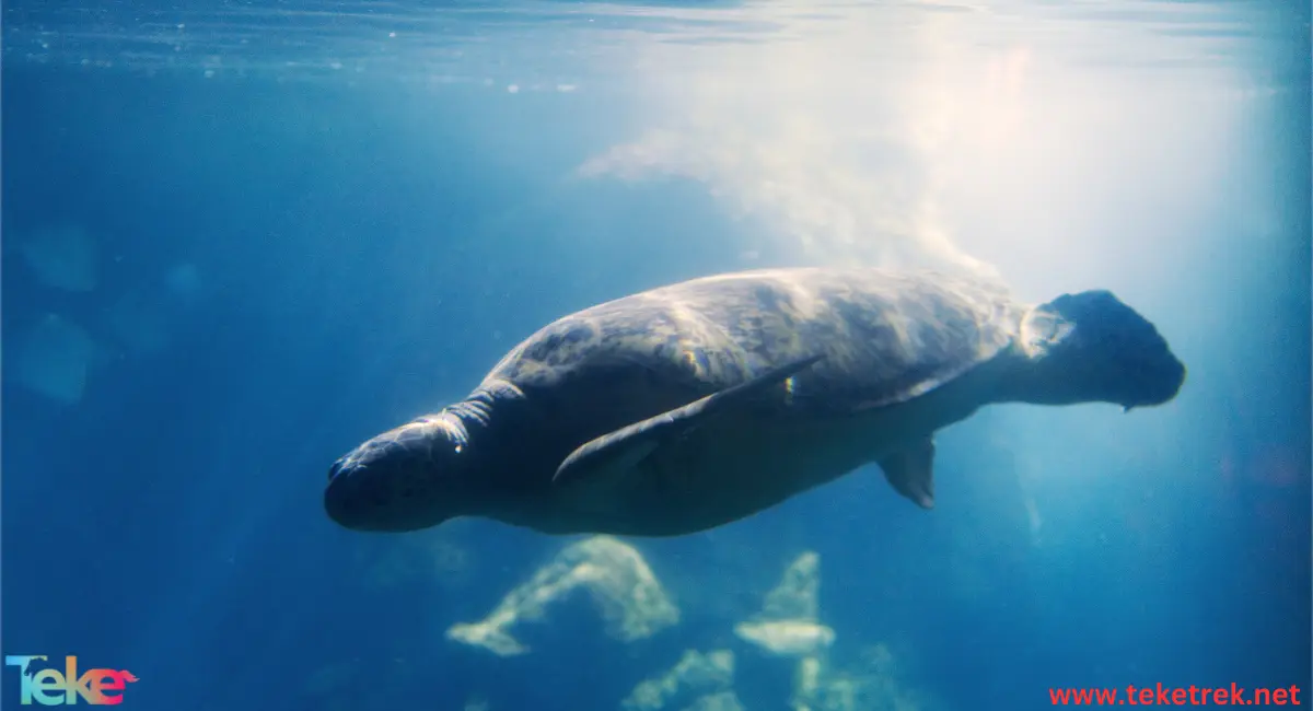 Bowhead whale