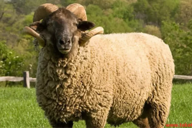 Jaziri sheep