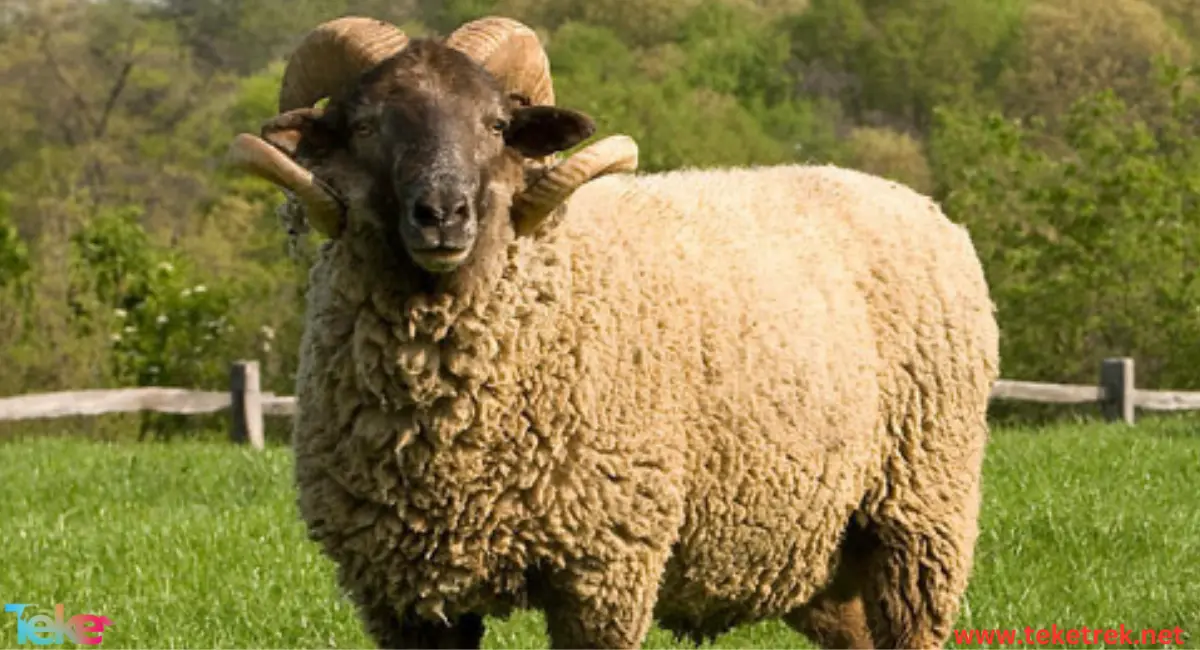 Jaziri sheep