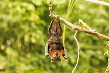 the Indian flying fox bat