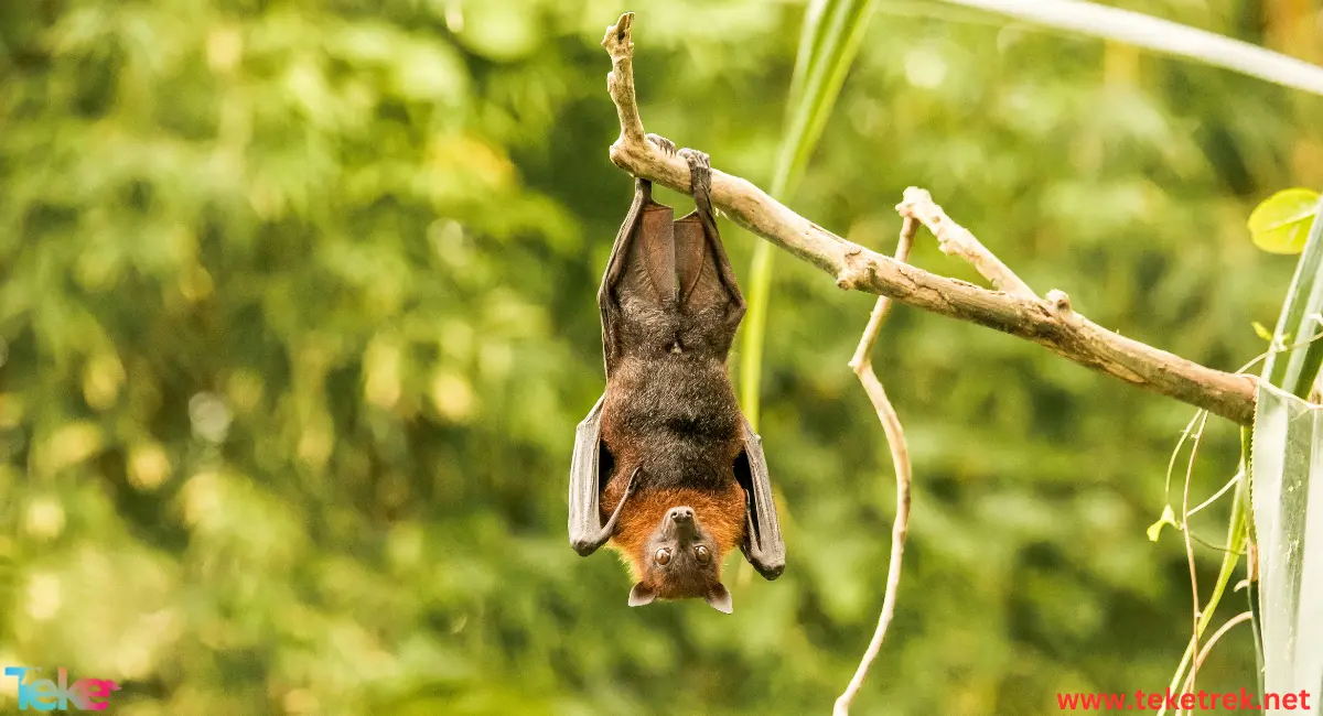 the Indian flying fox bat