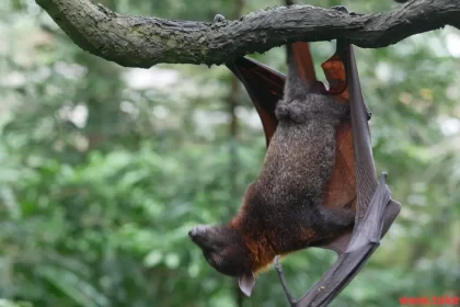 the Egyptian fruit bat