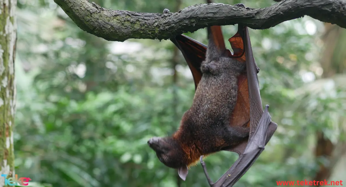 the Egyptian fruit bat