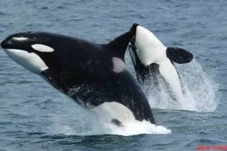 the killer whale dolphin