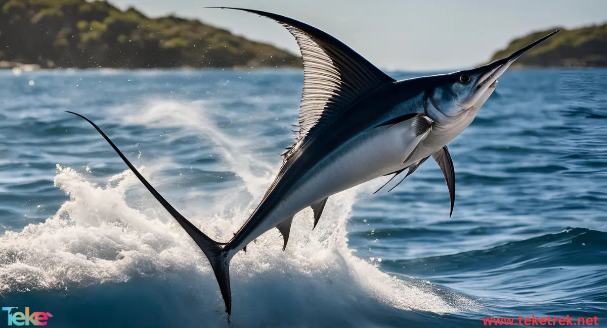 Billfish