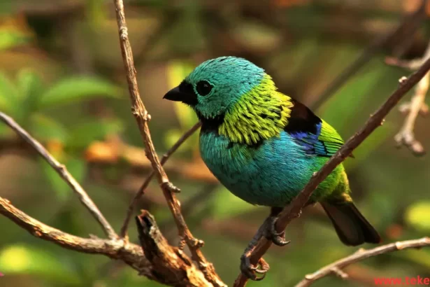 The Tanager Bird