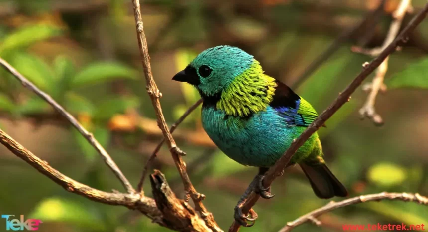 The Tanager Bird