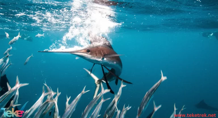 Billfish
