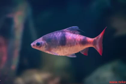 the Rosy Barb fish