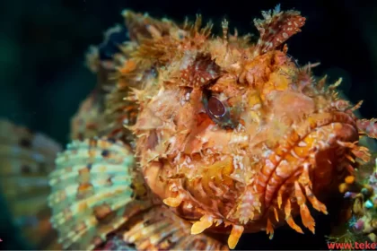 the sea scorpion fish