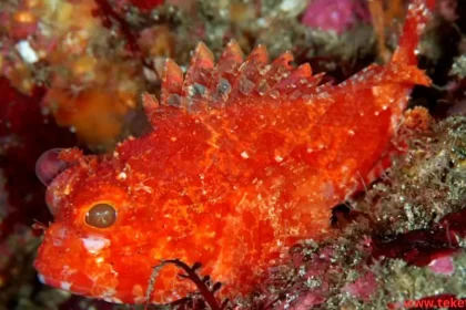 the sea scorpion fish