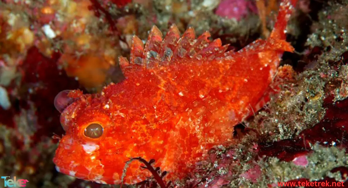 the sea scorpion fish