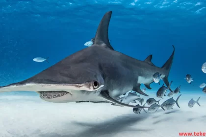 Hammerhead shark