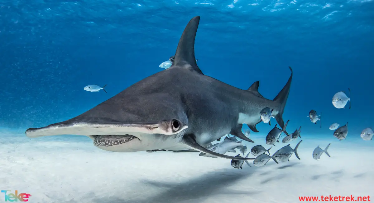 Hammerhead shark