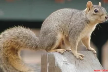 the Mexican fox squirrel