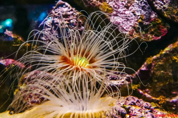 sea anemones