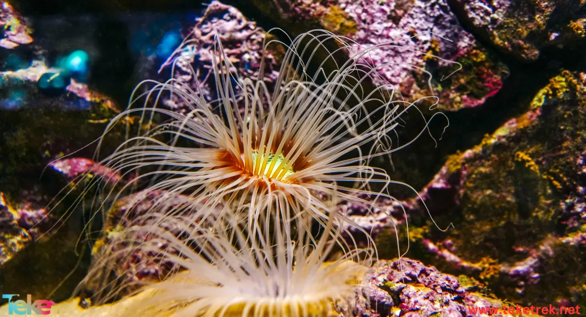 sea anemones