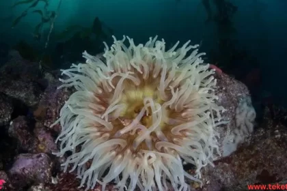 sea anemones