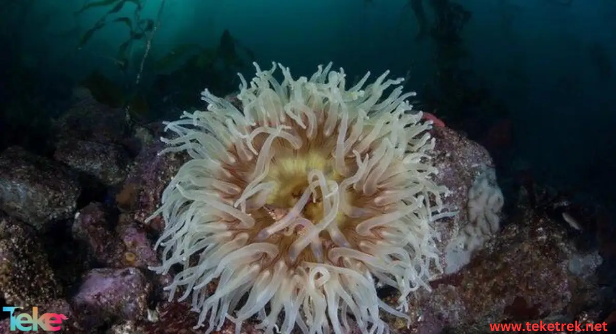 sea anemones