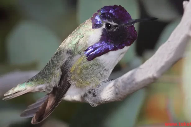 Costa hummingbird