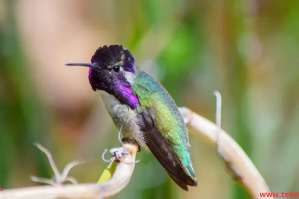 Costa hummingbird